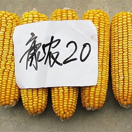 康農(nóng)20